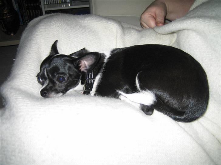 Chihuahua Pelle - Den bedste plads i huset ;) billede 15