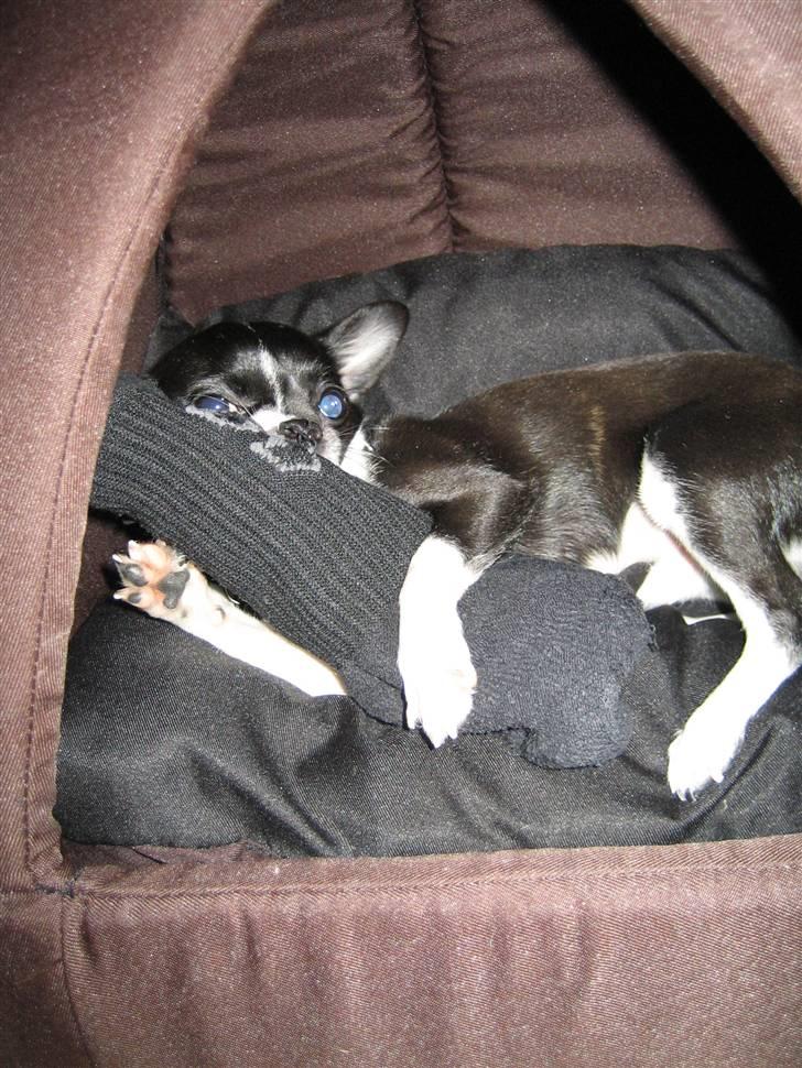 Chihuahua Pelle - Tatadaa.. de forbudte sokker! ;D Score! billede 16