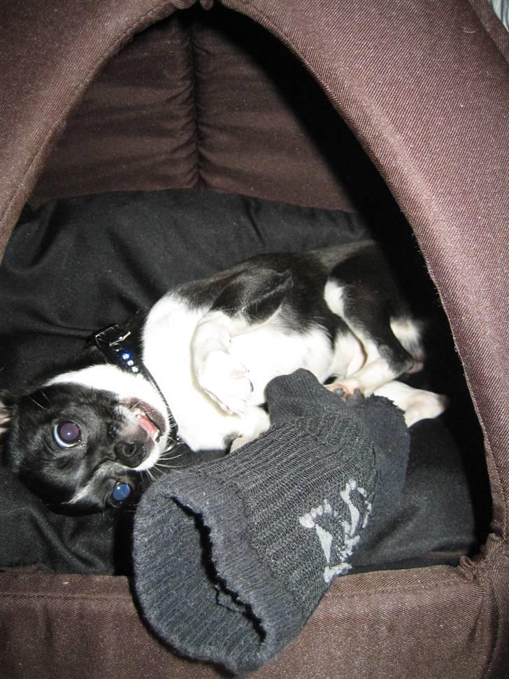 Chihuahua Pelle - Jeg ondulerer dem! :P billede 17