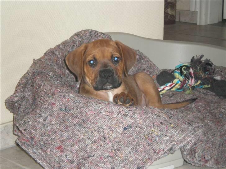 Blanding af racer Tyson billede 1