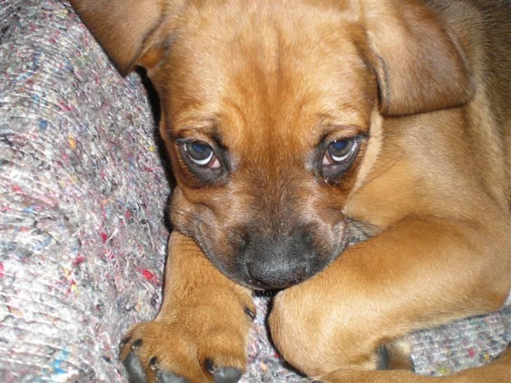 Blanding af racer Tyson billede 2