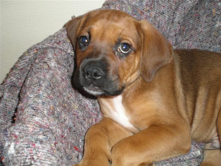 Blanding af racer Tyson billede 3