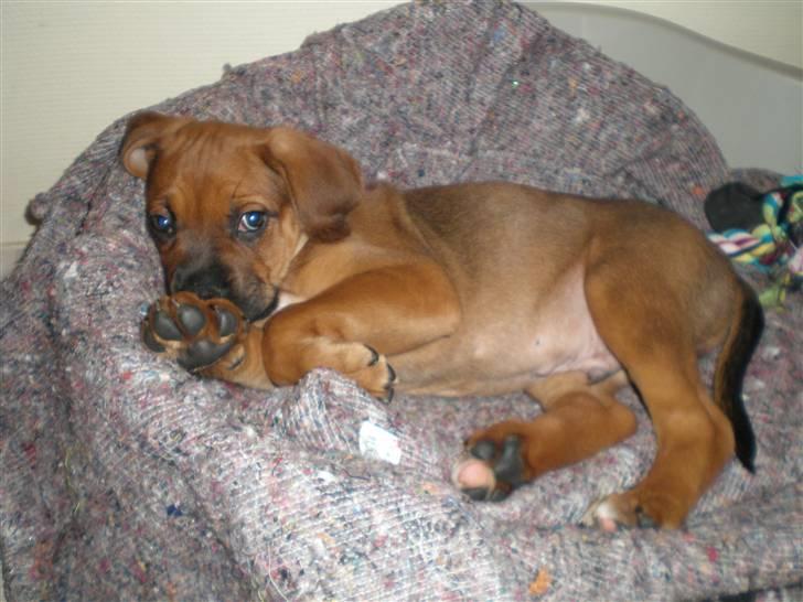 Blanding af racer Tyson billede 4