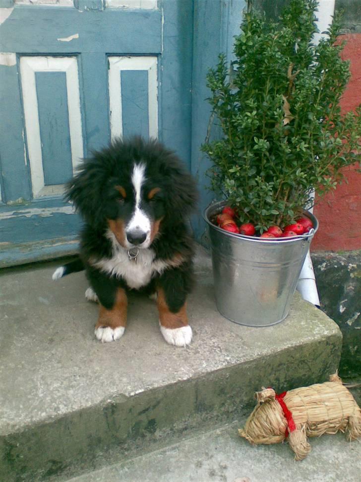Berner sennenhund Milo Tyson Westh - Det er Milo, fra dengang han var lille, han bliver kaldt for Bom altså Milobom billede 1