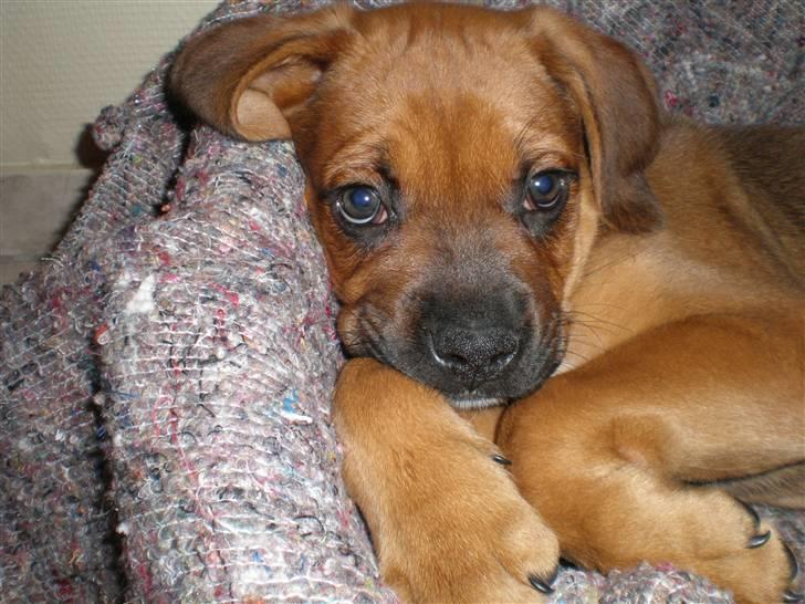 Blanding af racer Tyson billede 5