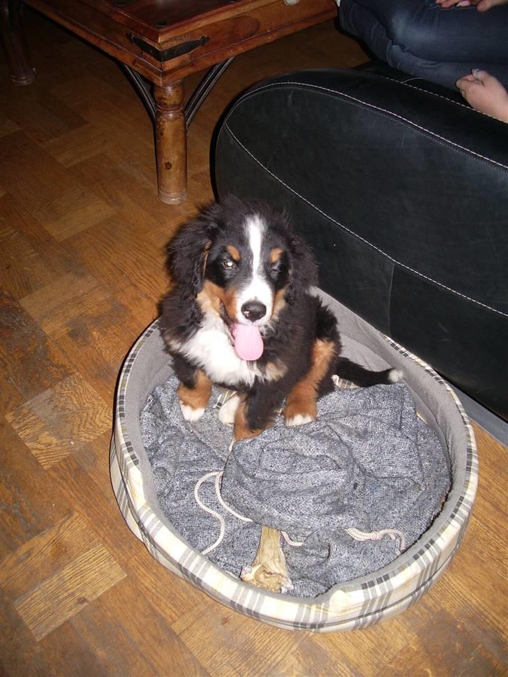 Berner sennenhund Milo Tyson Westh billede 3