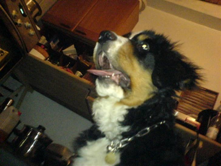 Berner sennenhund Milo Tyson Westh billede 4