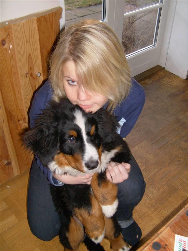 Berner sennenhund Milo Tyson Westh - Mig og min hund.  billede 5