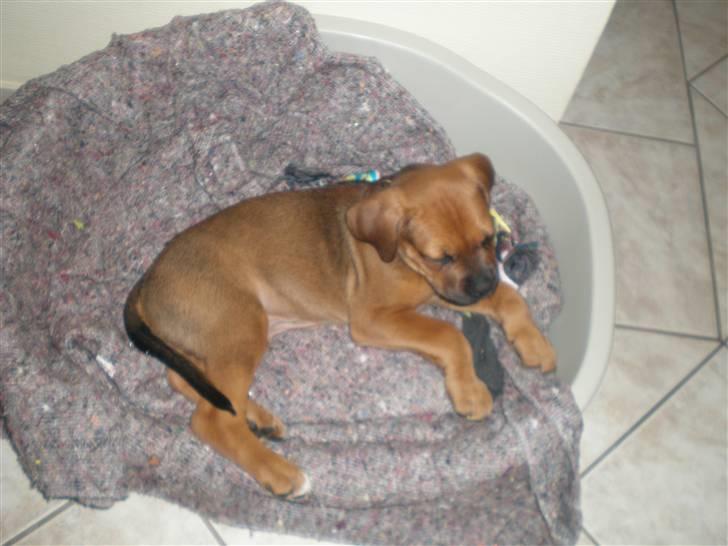 Blanding af racer Tyson billede 6