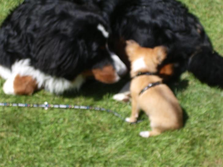 Berner sennenhund Milo Tyson Westh - Milo sammen med Simba, ejet af Lars og milla, som også har profil her inde. billede 6