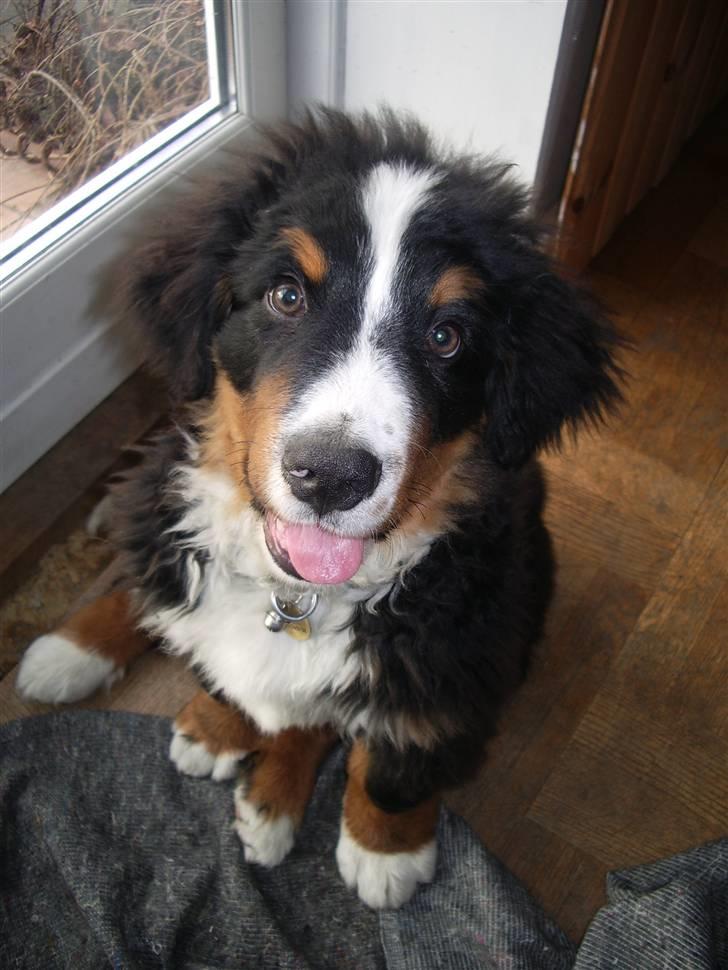 Berner sennenhund Milo Tyson Westh billede 7