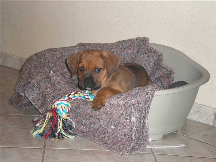 Blanding af racer Tyson billede 7