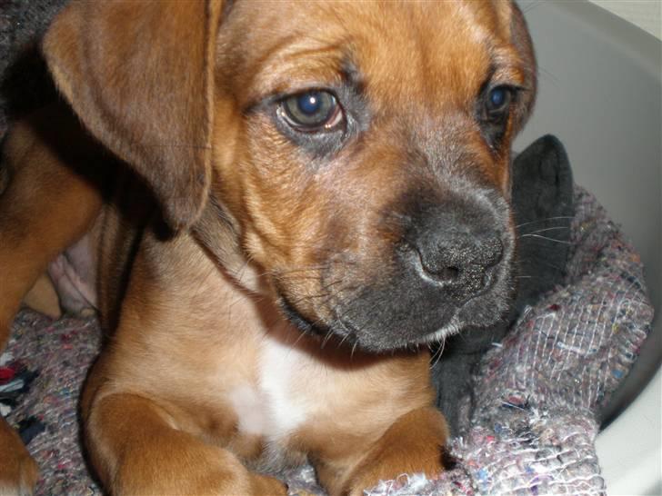 Blanding af racer Tyson billede 8