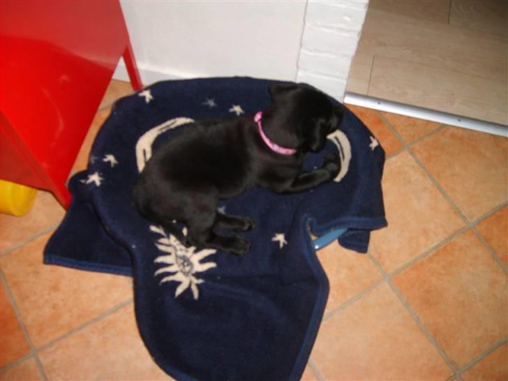 Labrador retriever Karla billede 1