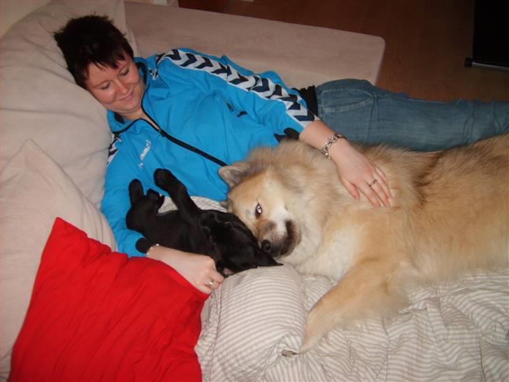 Labrador retriever Karla billede 2