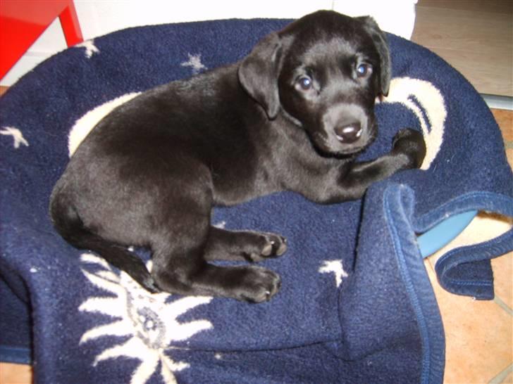 Labrador retriever Karla billede 3