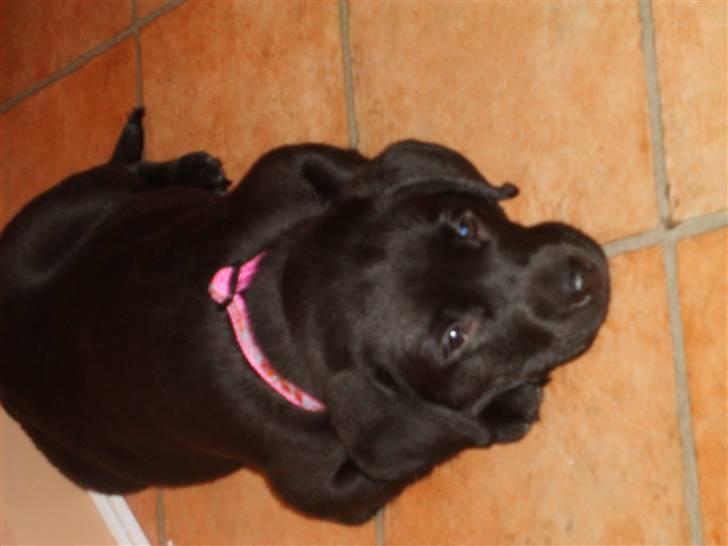 Labrador retriever Karla billede 4