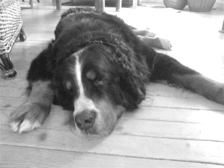 Berner sennenhund Robin R.I.P - Min elskede hund, som altid havde været der for mig. billede 1