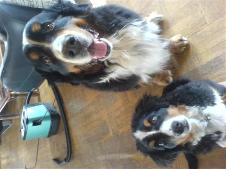 Berner sennenhund Robin R.I.P - Robin og Milo billede 2