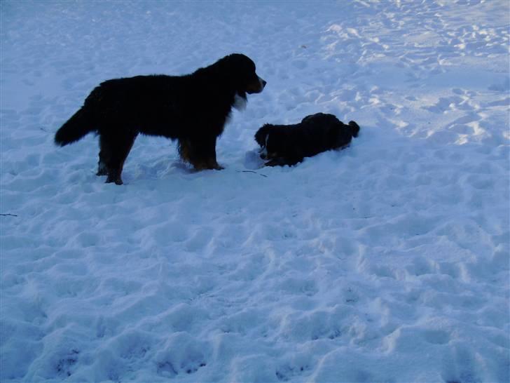 Berner sennenhund Robin R.I.P - Robin og Milo, ude i sneen sammen billede 3