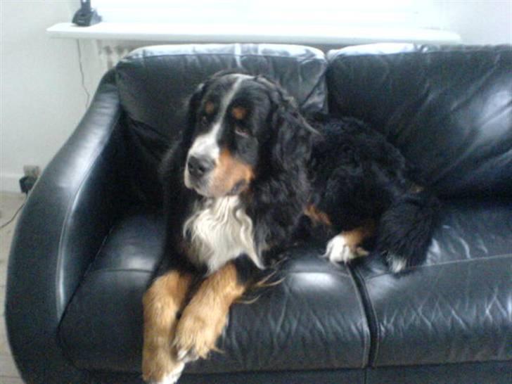Berner sennenhund Robin R.I.P - Robin gemmer sig i sofaen, da vi skal flytte og alt bliver pakker væk. billede 4