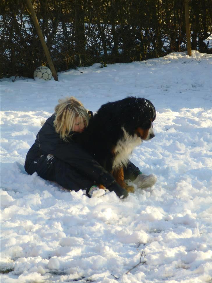 Berner sennenhund Robin R.I.P - mig og robin, han elskede sne, det var hans sidste sne. billede 5