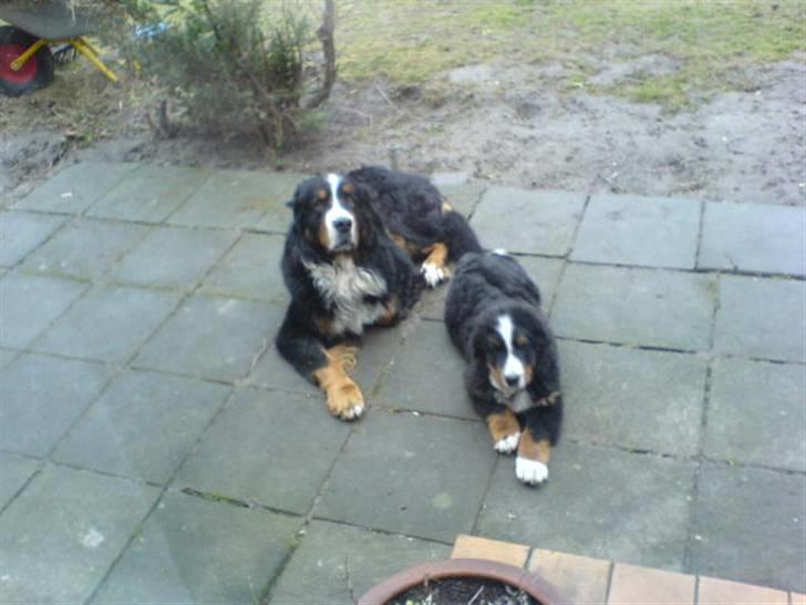 Berner sennenhund Robin R.I.P - De dejligste hunde i verden billede 6
