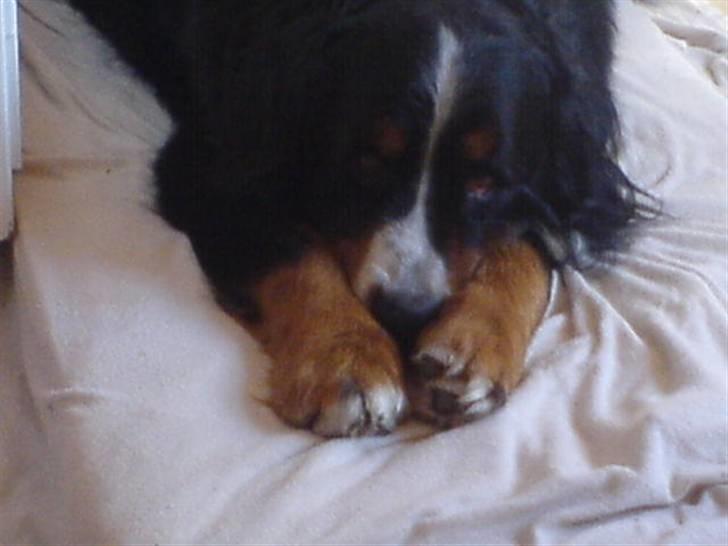 Berner sennenhund Robin R.I.P - vores lille Puttehund. <3 I min seng billede 7