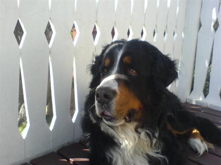 Berner sennenhund Robin R.I.P - Robin på vores teresse billede 8