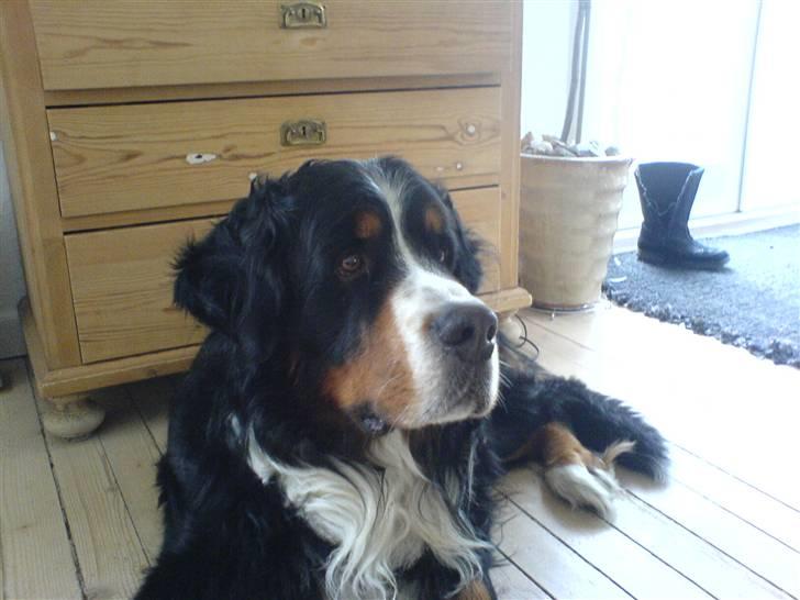 Berner sennenhund Robin R.I.P - Han er da smuk.  billede 9