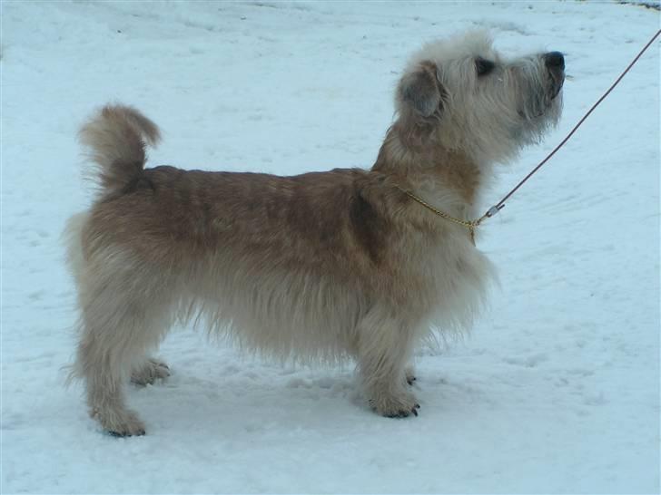 Irish Glen of Imaal Terrier Mac Nally's Ailbhe (Alva) - Velkommen til smukke Alvas profil. <3 billede 1