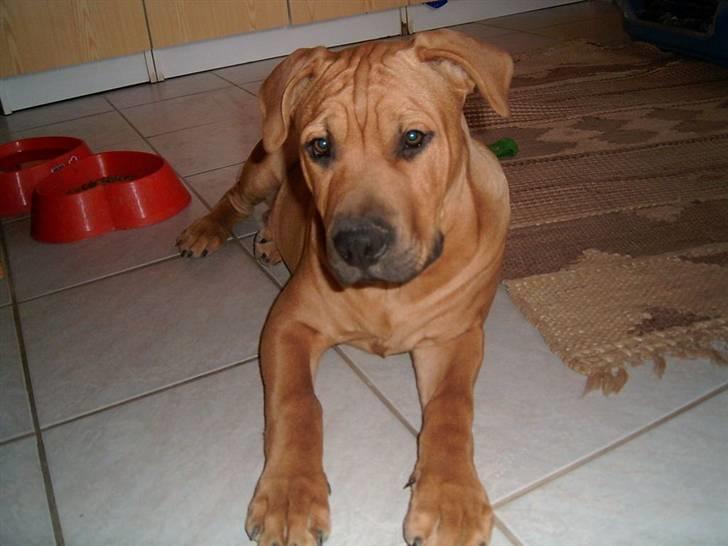 Mastiff Reja - Reja som hvalp (: Yndlings billede billede 16