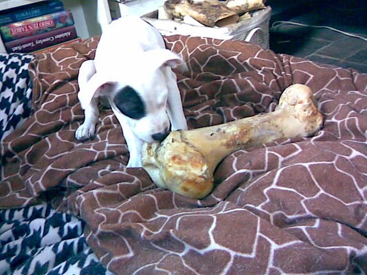 Amerikansk staffordshire terrier cleo billede 11