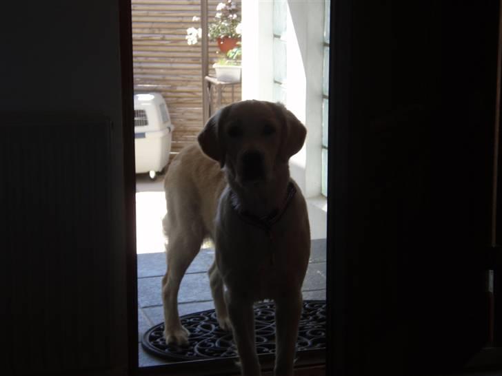 Golden retriever Soey - Hov.. Fanget på fersk gerning! :D  billede 17