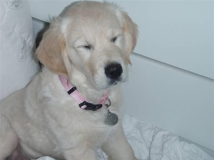 Golden retriever Soey - NEJ, hvor tar´ mor mange billeder af mig!!  billede 18