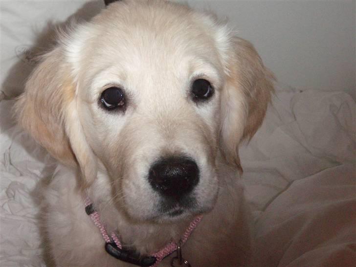 Golden retriever Soey - De øjne man bare IKKE kan stå for!!  billede 19