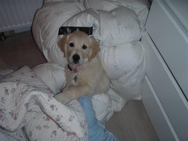 Golden retriever Soey - Neeej, hvor vi hygger.. :D  billede 20