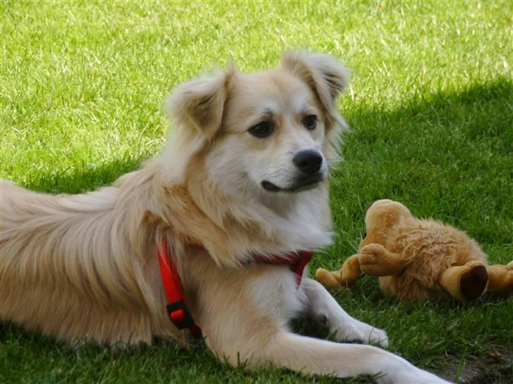 Blanding af racer Cody billede 1