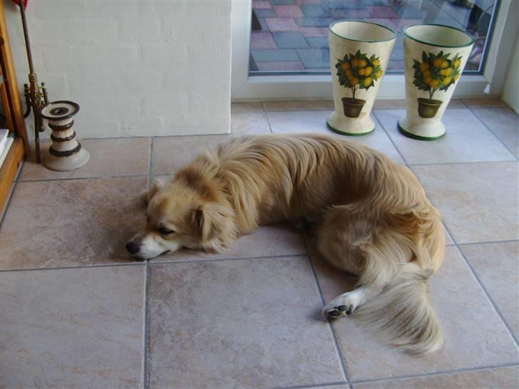 Blanding af racer Cody - Træt efter en lang dag hos mormor..!:D billede 2