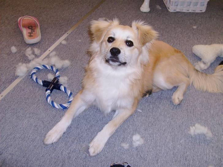 Blanding af racer Cody - "Det var ikk mig..!" billede 3