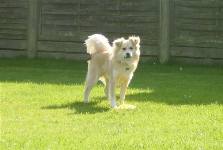 Blanding af racer Cody billede 5