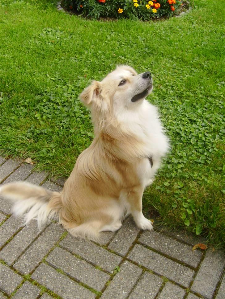 Blanding af racer Cody - "Sit.." billede 6