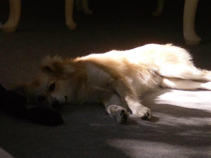 Blanding af racer Cody - Cody´s yndlingsplads når han skal slappe af.. Solen kommer lige ind fra vinduet..!:P billede 7