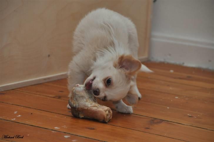 Chihuahua Diva Aka Pølsen billede 12