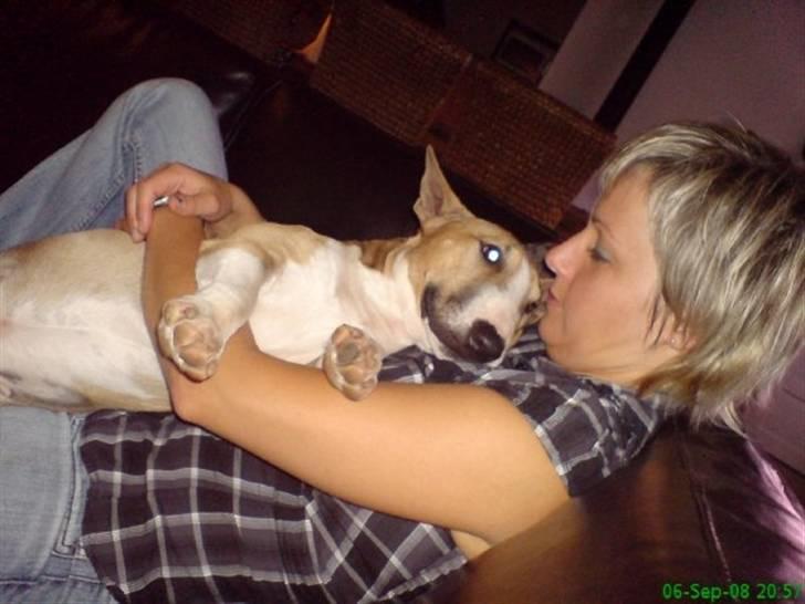 Bullterrier miniature Rocco - Mor og Rocco putter billede 19