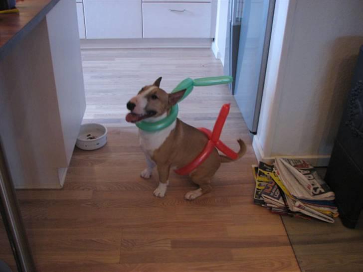 Bullterrier miniature Rocco - Klar til nytårs aften. Fuldstændig VILD med balloner!!! 2008 billede 20