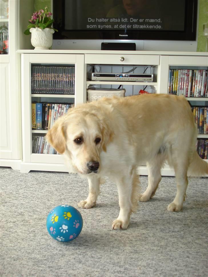 Golden retriever Nelly - Jeg elsker bare min madbold, det er meget sjovere at spise af den, end af min hundeskål billede 16