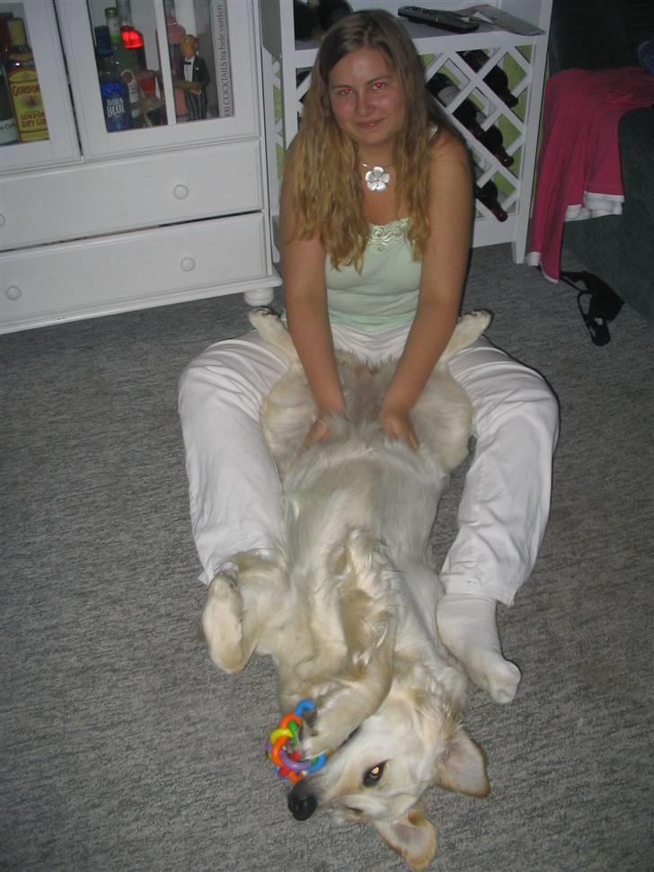 Golden retriever Nelly - Ihhh Dette er hundeskønt. Der findes ikke noget bedre billede 17