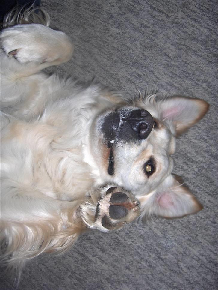 Golden retriever Nelly - Min mor siger jeg ligner en vampyr hun - bare fordi man kan se mine hjørnetænder, når jeg ligger sådan. billede 18