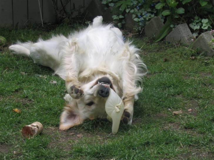 Golden retriever Nelly - ÆÆÆÆÆlsker at ligge på græsset og rulle rundt billede 19